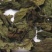 赶风柴，道地药材，质优价实，品质保证，药典标准一公斤起批