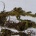 赶风柴，道地药材，质优价实，品质保证，药典标准一公斤起批