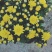 国庆菊（千头菊）草花种植基地