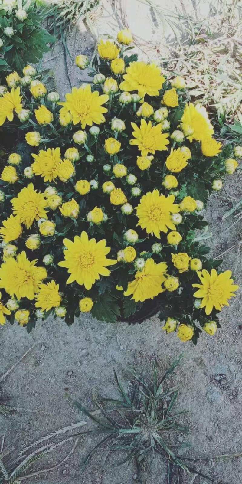 国庆菊（千头菊）草花种植基地