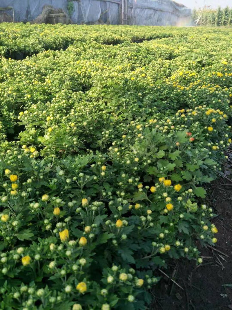 国庆菊（千头菊）草花种植基地