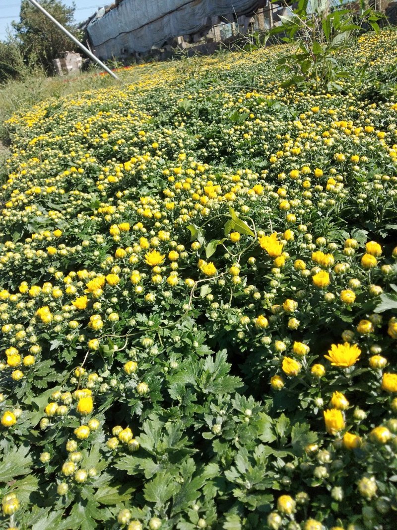国庆菊（千头菊）草花种植基地