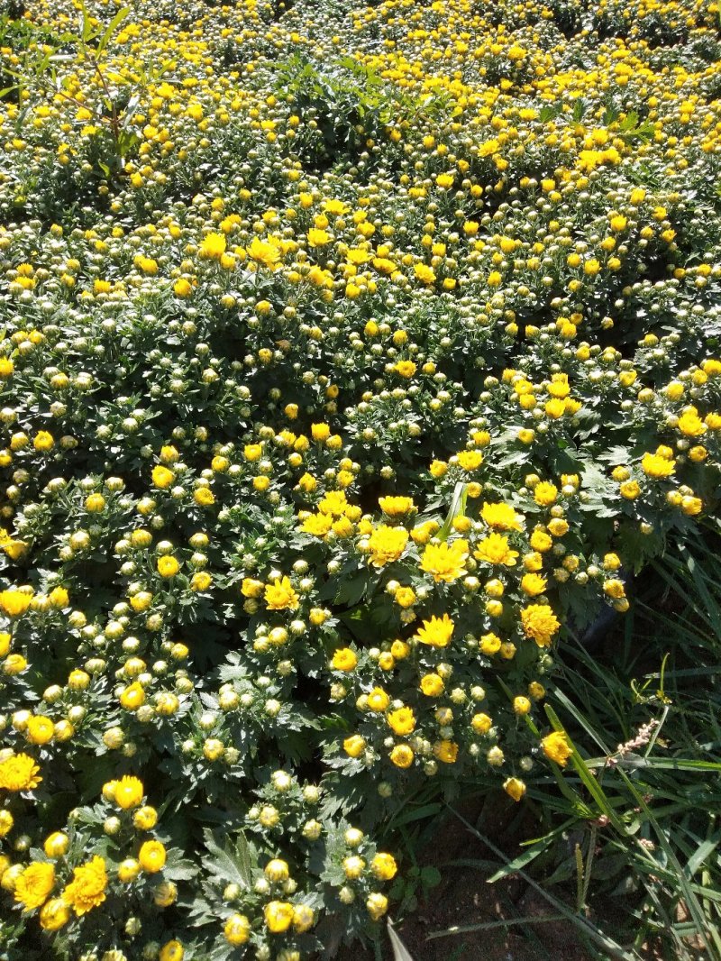 国庆菊（千头菊）草花种植基地