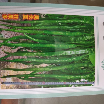 更新40线椒种子早熟干鲜两用线椒品种肉厚皮薄香味浓