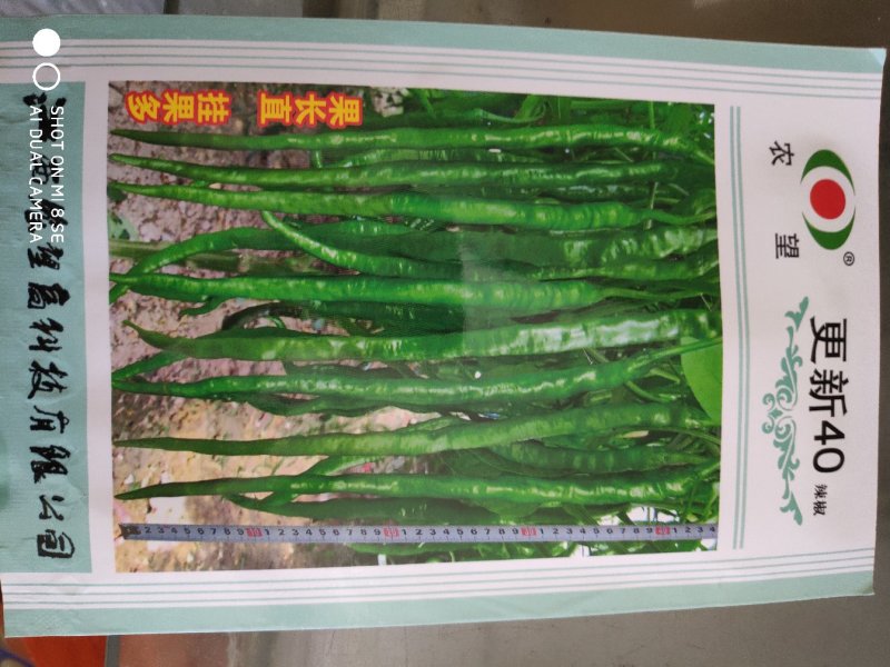更新40线椒种子早熟干鲜两用线椒品种肉厚皮薄香味浓