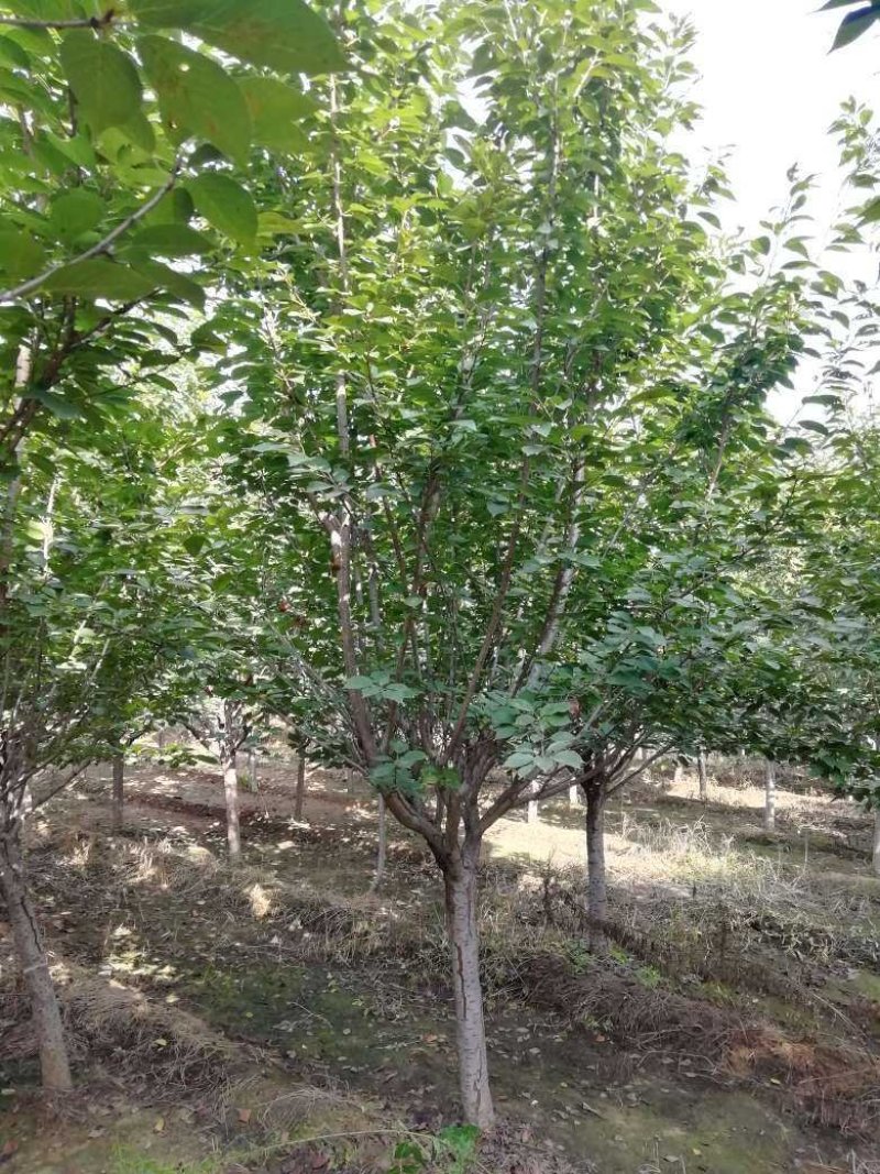樱花，8公分樱花，日本晚樱，9公分樱花，10公分樱花