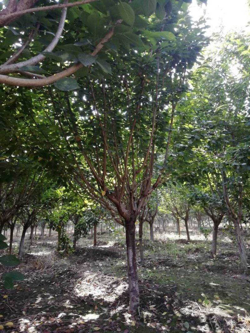 樱花，8公分樱花，日本晚樱，9公分樱花，10公分樱花