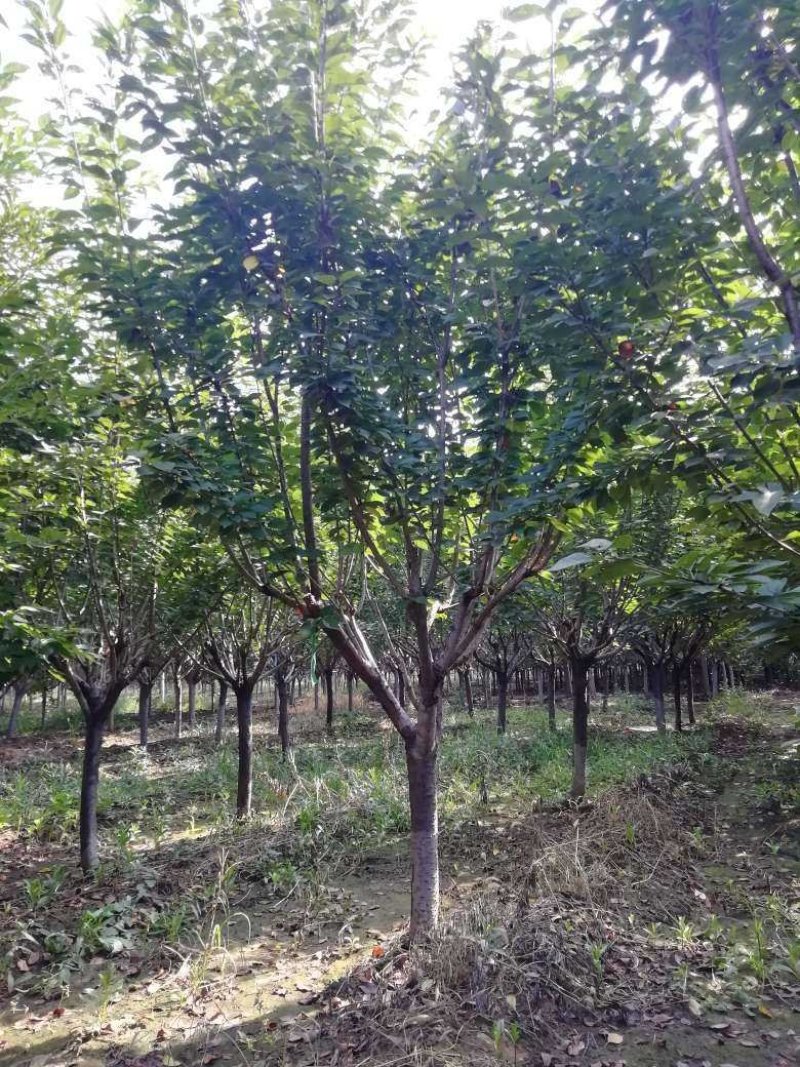 樱花，8公分樱花，日本晚樱，9公分樱花，10公分樱花