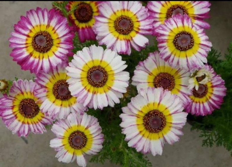 花环菊种子四季观赏易种易活耐寒庭院观赏
