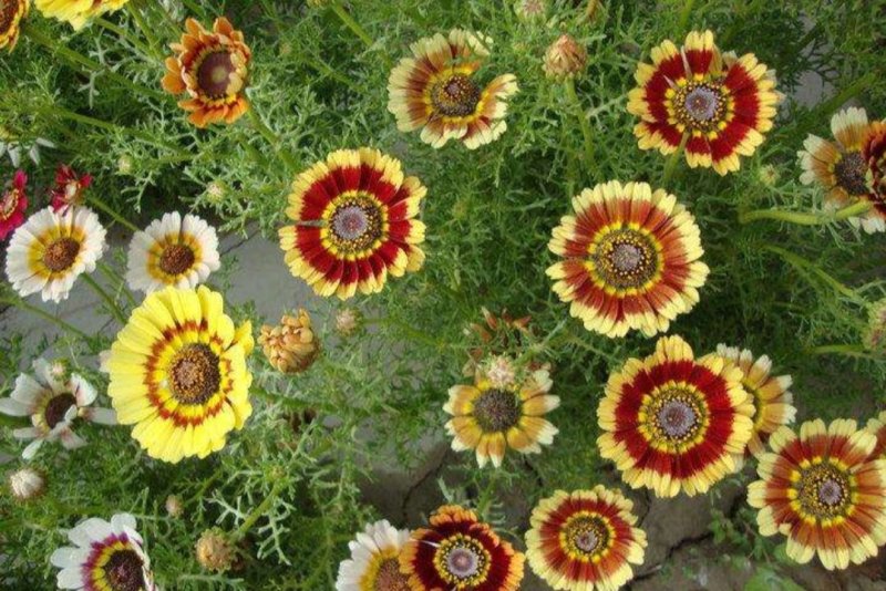 花环菊种子四季观赏易种易活耐寒庭院观赏