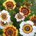 花环菊种子四季观赏易种易活耐寒庭院观赏