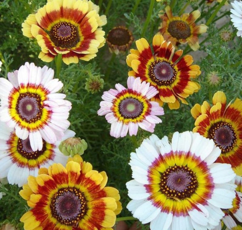 花环菊种子四季观赏易种易活耐寒庭院观赏
