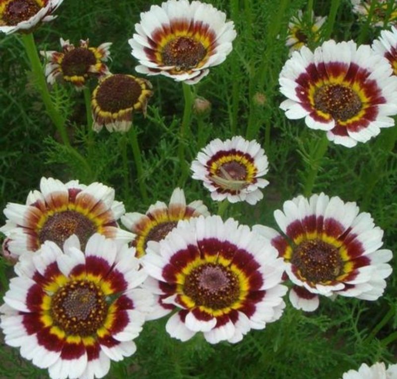 花环菊种子四季观赏易种易活耐寒庭院观赏