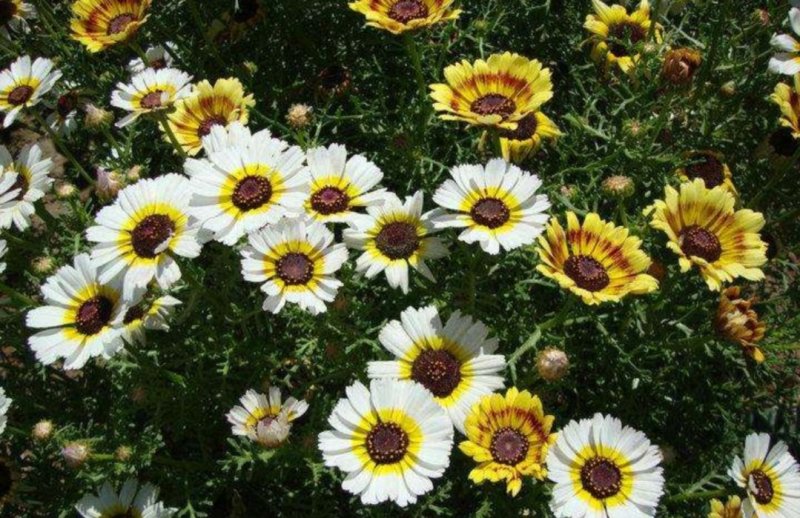 花环菊种子四季观赏易种易活耐寒庭院观赏