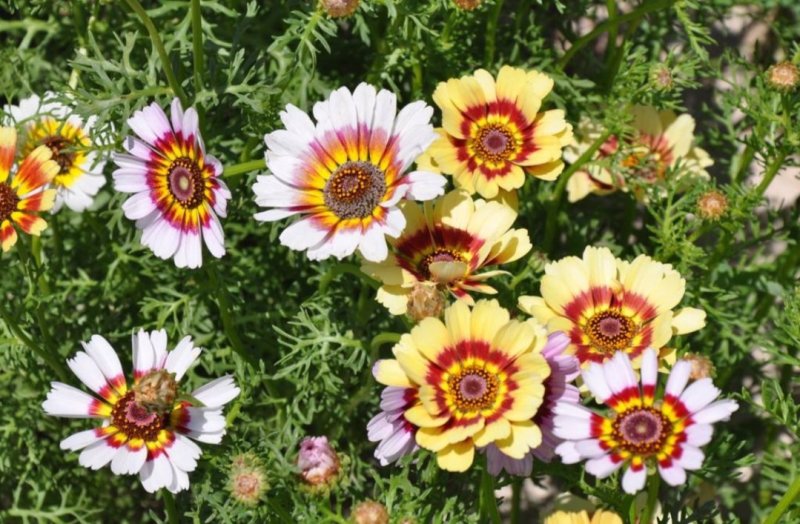 花环菊种子四季观赏易种易活耐寒庭院观赏