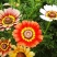花环菊种子四季观赏易种易活耐寒庭院观赏