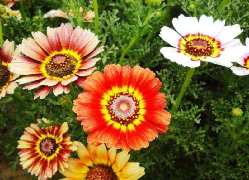 花环菊种子四季观赏易种易活耐寒庭院观赏