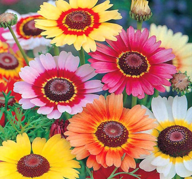 花环菊种子四季观赏易种易活耐寒庭院观赏