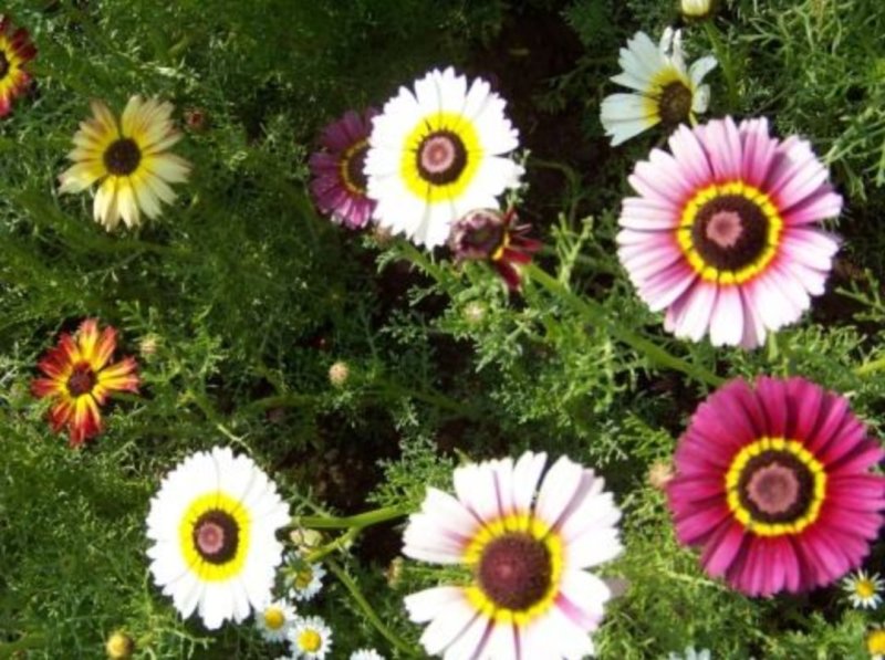 花环菊种子四季观赏易种易活耐寒庭院观赏
