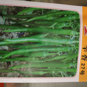 农望辛香27号条线椒种子