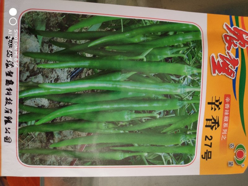 农望辛香27号条线椒种子