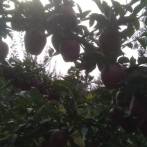 新鲜花牛红苹果