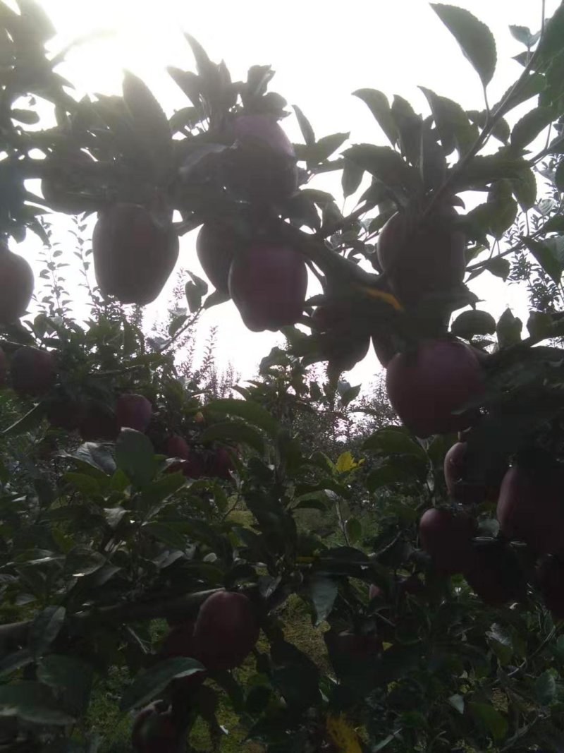 新鲜花牛红苹果