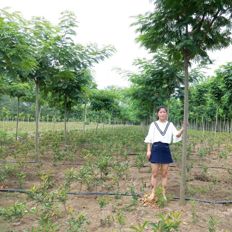 合欢绒花树绿化苗80公分高左右1.2元一颗包邮