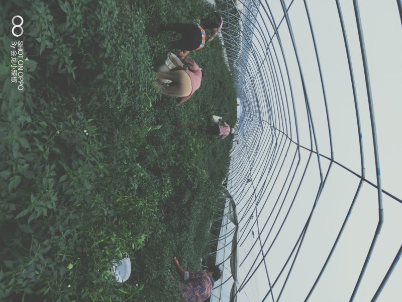 会龙农家小院(红线椒，中辣)