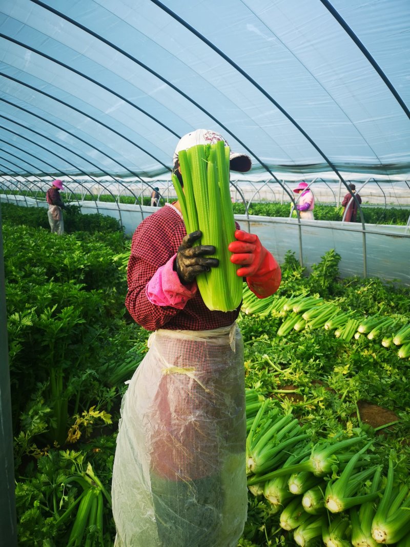 河南芹菜精品西芹芹菜鹿邑西芹货源产地