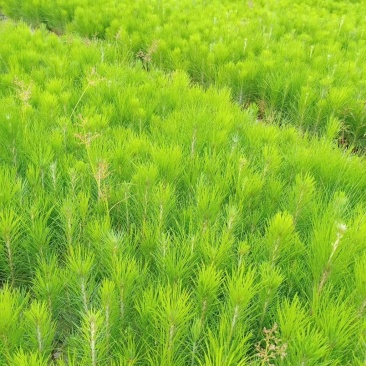 湿地松小苗湿地松小苗基地直销