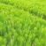 湿地松小苗湿地松小苗基地直销