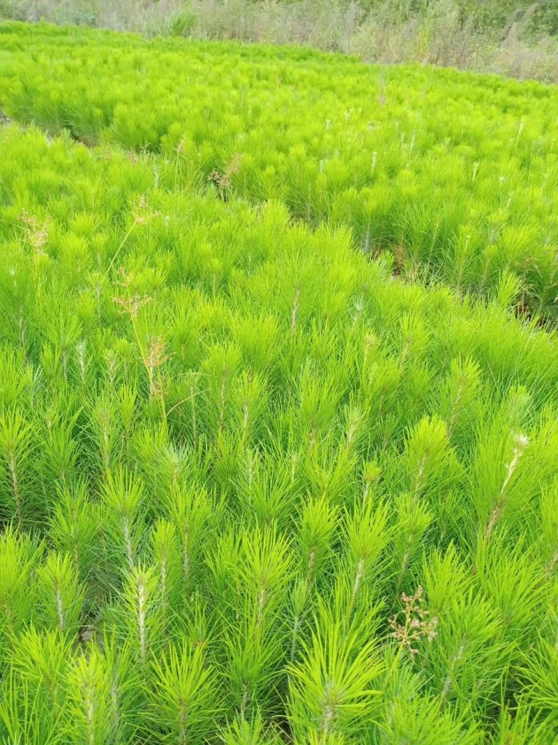 湿地松小苗湿地松小苗基地直销
