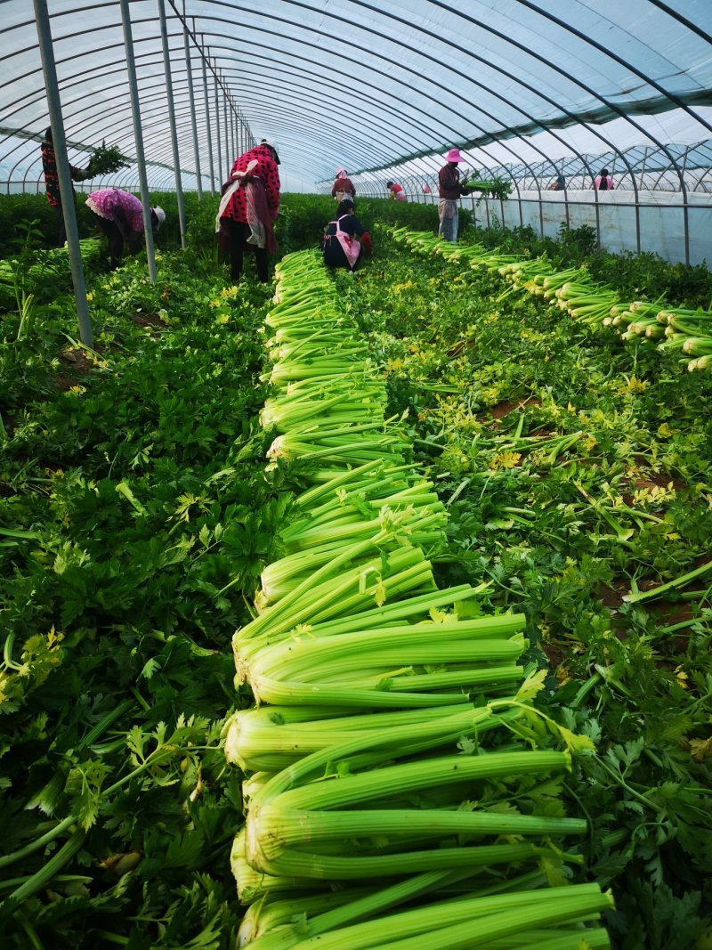 河南芹菜精品西芹芹菜鹿邑西芹货源产地