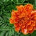孔雀草花种子混色重瓣草花种子室外景观花卉四季易种花种