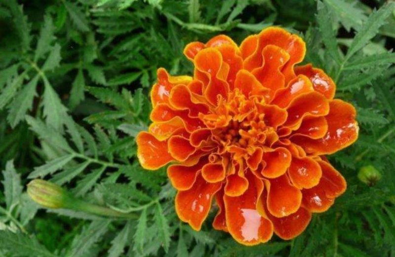 孔雀草花种子混色重瓣草花种子室外景观花卉四季易种花种