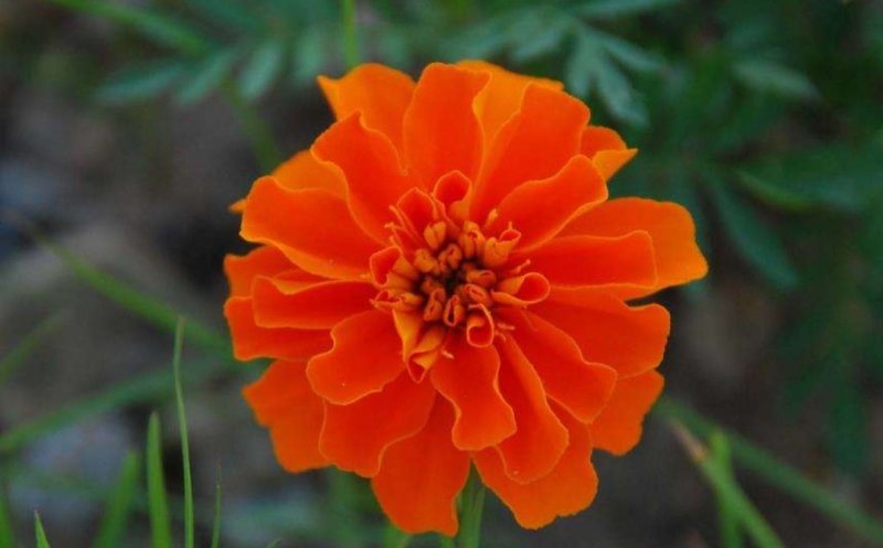 孔雀草花种子混色重瓣草花种子室外景观花卉四季易种花种