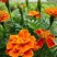 孔雀草花种子混色重瓣草花种子室外景观花卉四季易种花种