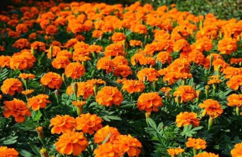 孔雀草花种子混色重瓣草花种子室外景观花卉四季易种花种