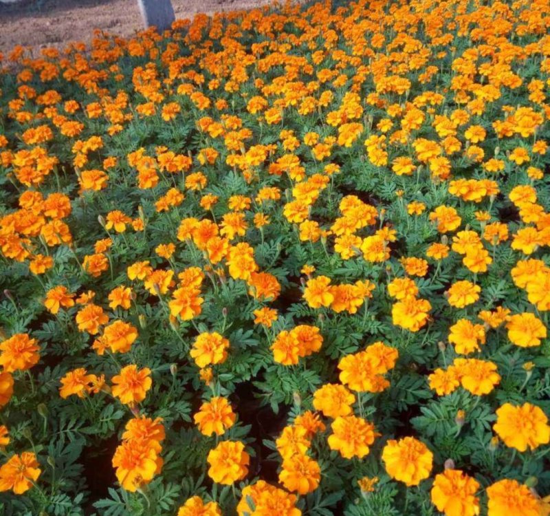 孔雀草花种子混色重瓣草花种子室外景观花卉四季易种花种