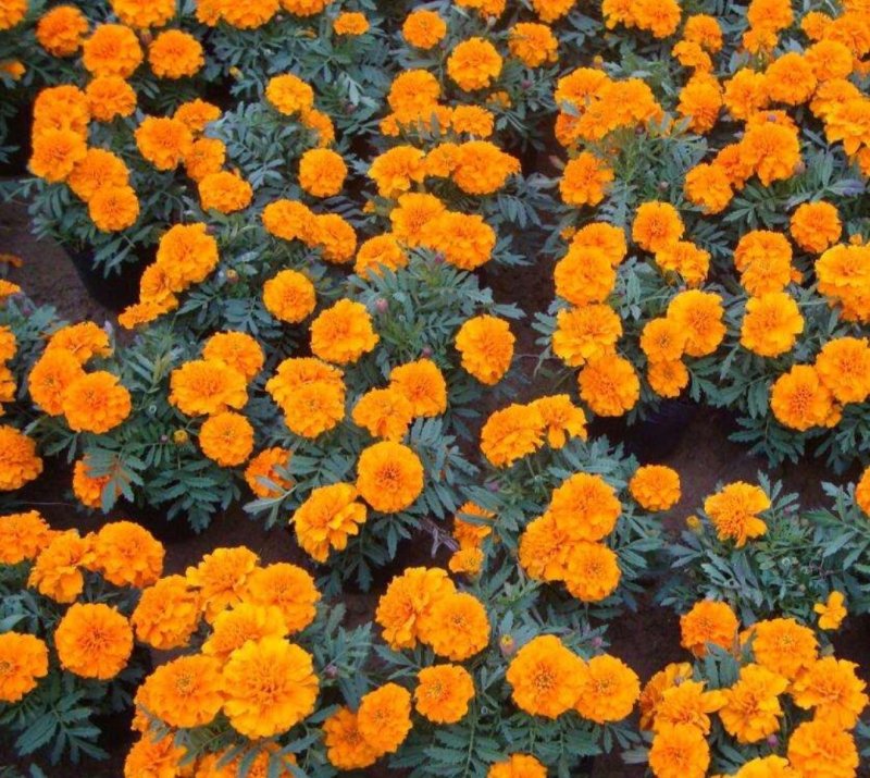 孔雀草花种子混色重瓣草花种子室外景观花卉四季易种花种