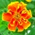 孔雀草花种子混色重瓣草花种子室外景观花卉四季易种花种