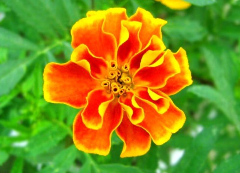 孔雀草花种子混色重瓣草花种子室外景观花卉四季易种花种