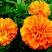 孔雀草花种子混色重瓣草花种子室外景观花卉四季易种花种