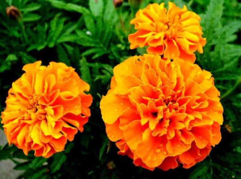 孔雀草花种子混色重瓣草花种子室外景观花卉四季易种花种