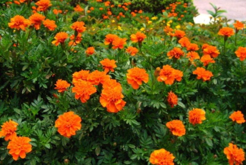 孔雀草花种子混色重瓣草花种子室外景观花卉四季易种花种