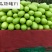 **杂交茄子品种—精品绿罐F1个大产量高深绿色
