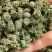 三七花，云南文山，三年花，关书药业批发中药材…