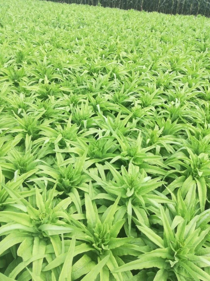 河北尖叶实心莴笋无崩裂一手货源产地直发质量保证