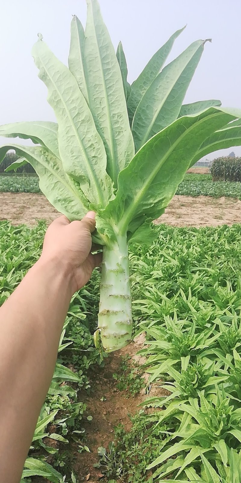河北尖叶实心莴笋无崩裂一手货源产地直发质量保证